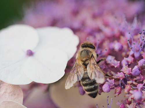 honey bee brown bee insect